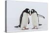 Adult Gentoo Penguins (Pygoscelis Papua) Courtship Display-Michael Nolan-Stretched Canvas