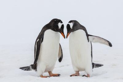 https://imgc.allpostersimages.com/img/posters/adult-gentoo-penguins-pygoscelis-papua-courtship-display_u-L-PNEZYP0.jpg?artPerspective=n