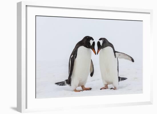 Adult Gentoo Penguins (Pygoscelis Papua) Courtship Display-Michael Nolan-Framed Photographic Print