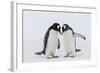 Adult Gentoo Penguins (Pygoscelis Papua) Courtship Display-Michael Nolan-Framed Photographic Print