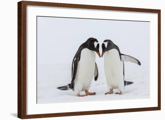 Adult Gentoo Penguins (Pygoscelis Papua) Courtship Display-Michael Nolan-Framed Photographic Print