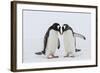 Adult Gentoo Penguins (Pygoscelis Papua) Courtship Display-Michael Nolan-Framed Photographic Print