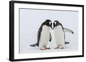 Adult Gentoo Penguins (Pygoscelis Papua) Courtship Display-Michael Nolan-Framed Photographic Print