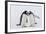 Adult Gentoo Penguins (Pygoscelis Papua) Courtship Display-Michael Nolan-Framed Photographic Print