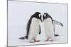 Adult Gentoo Penguins (Pygoscelis Papua) Courtship Display-Michael Nolan-Mounted Photographic Print