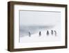 Adult Gentoo Penguins (Pygoscelis Papua) in Snow Storm-Michael Nolan-Framed Photographic Print