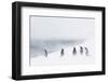 Adult Gentoo Penguins (Pygoscelis Papua) in Snow Storm-Michael Nolan-Framed Photographic Print