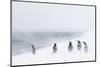 Adult Gentoo Penguins (Pygoscelis Papua) in Snow Storm-Michael Nolan-Mounted Photographic Print