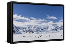 Adult Gentoo Penguins (Pygoscelis Papua) in the Enterprise Islands-Michael Nolan-Framed Stretched Canvas