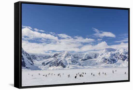 Adult Gentoo Penguins (Pygoscelis Papua) in the Enterprise Islands-Michael Nolan-Framed Stretched Canvas