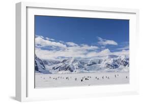 Adult Gentoo Penguins (Pygoscelis Papua) in the Enterprise Islands-Michael Nolan-Framed Photographic Print