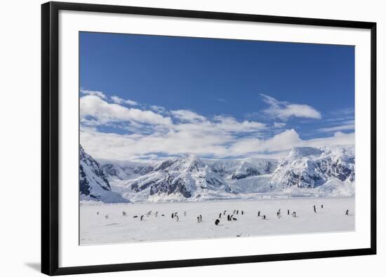 Adult Gentoo Penguins (Pygoscelis Papua) in the Enterprise Islands-Michael Nolan-Framed Photographic Print