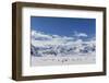 Adult Gentoo Penguins (Pygoscelis Papua) in the Enterprise Islands-Michael Nolan-Framed Photographic Print