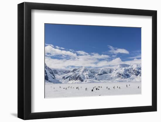 Adult Gentoo Penguins (Pygoscelis Papua) in the Enterprise Islands-Michael Nolan-Framed Photographic Print