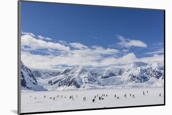 Adult Gentoo Penguins (Pygoscelis Papua) in the Enterprise Islands-Michael Nolan-Mounted Photographic Print