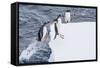 Adult Gentoo Penguins (Pygoscelis Papua) Leaping onto Ice in the Enterprise Islands-Michael Nolan-Framed Stretched Canvas