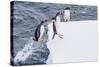 Adult Gentoo Penguins (Pygoscelis Papua) Leaping onto Ice in the Enterprise Islands-Michael Nolan-Stretched Canvas