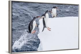 Adult Gentoo Penguins (Pygoscelis Papua) Leaping onto Ice in the Enterprise Islands-Michael Nolan-Framed Photographic Print