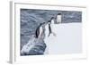 Adult Gentoo Penguins (Pygoscelis Papua) Leaping onto Ice in the Enterprise Islands-Michael Nolan-Framed Photographic Print