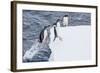 Adult Gentoo Penguins (Pygoscelis Papua) Leaping onto Ice in the Enterprise Islands-Michael Nolan-Framed Photographic Print