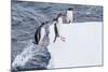 Adult Gentoo Penguins (Pygoscelis Papua) Leaping onto Ice in the Enterprise Islands-Michael Nolan-Mounted Photographic Print