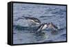 Adult Gentoo Penguins (Pygoscelis Papua) Porpoising for Speed in Cooper Bay-Michael Nolan-Framed Stretched Canvas