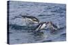 Adult Gentoo Penguins (Pygoscelis Papua) Porpoising for Speed in Cooper Bay-Michael Nolan-Stretched Canvas