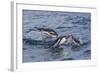 Adult Gentoo Penguins (Pygoscelis Papua) Porpoising for Speed in Cooper Bay-Michael Nolan-Framed Photographic Print