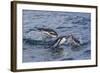 Adult Gentoo Penguins (Pygoscelis Papua) Porpoising for Speed in Cooper Bay-Michael Nolan-Framed Photographic Print