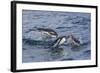 Adult Gentoo Penguins (Pygoscelis Papua) Porpoising for Speed in Cooper Bay-Michael Nolan-Framed Photographic Print