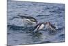 Adult Gentoo Penguins (Pygoscelis Papua) Porpoising for Speed in Cooper Bay-Michael Nolan-Mounted Photographic Print