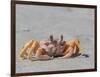 Adult ghost crab (Ocypode spp), on the beach at Isla Magdalena, Baja California Sur, Mexico-Michael Nolan-Framed Photographic Print