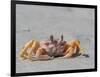 Adult ghost crab (Ocypode spp), on the beach at Isla Magdalena, Baja California Sur, Mexico-Michael Nolan-Framed Photographic Print