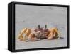 Adult ghost crab (Ocypode spp), on the beach at Isla Magdalena, Baja California Sur, Mexico-Michael Nolan-Framed Stretched Canvas