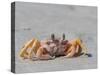 Adult ghost crab (Ocypode spp), on the beach at Isla Magdalena, Baja California Sur, Mexico-Michael Nolan-Stretched Canvas