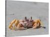 Adult ghost crab (Ocypode spp), on the beach at Isla Magdalena, Baja California Sur, Mexico-Michael Nolan-Stretched Canvas