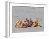 Adult ghost crab (Ocypode spp), on the beach at Isla Magdalena, Baja California Sur, Mexico-Michael Nolan-Framed Photographic Print