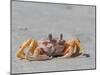 Adult ghost crab (Ocypode spp), on the beach at Isla Magdalena, Baja California Sur, Mexico-Michael Nolan-Mounted Photographic Print