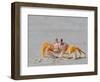 Adult ghost crab (Ocypode spp) on the beach at Isla Magdalena, Baja California Sur, Mexico-Michael Nolan-Framed Photographic Print