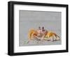 Adult ghost crab (Ocypode spp) on the beach at Isla Magdalena, Baja California Sur, Mexico-Michael Nolan-Framed Photographic Print