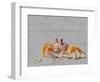 Adult ghost crab (Ocypode spp) on the beach at Isla Magdalena, Baja California Sur, Mexico-Michael Nolan-Framed Photographic Print