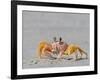 Adult ghost crab (Ocypode spp) on the beach at Isla Magdalena, Baja California Sur, Mexico-Michael Nolan-Framed Photographic Print