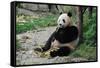 Adult Giant Panda Bear Eating Bamboo Shoots-wusuowei-Framed Stretched Canvas