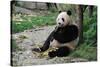 Adult Giant Panda Bear Eating Bamboo Shoots-wusuowei-Stretched Canvas