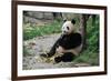 Adult Giant Panda Bear Eating Bamboo Shoots-wusuowei-Framed Photographic Print