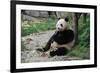Adult Giant Panda Bear Eating Bamboo Shoots-wusuowei-Framed Photographic Print