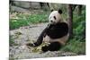 Adult Giant Panda Bear Eating Bamboo Shoots-wusuowei-Mounted Photographic Print