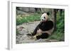 Adult Giant Panda Bear Eating Bamboo Shoots-wusuowei-Framed Photographic Print