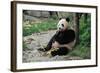 Adult Giant Panda Bear Eating Bamboo Shoots-wusuowei-Framed Photographic Print