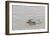 Adult gray dolphin (bufeo gris) (Sotalia fluviatilis), Amazon National Park, Loreto, Peru-Michael Nolan-Framed Photographic Print